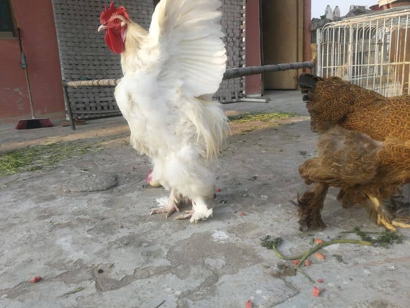 White heavy buff Pair Available for sale (bird cureez pr hai) 6