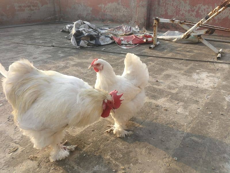 White heavy buff Pair Available for sale (bird cureez pr hai) 7