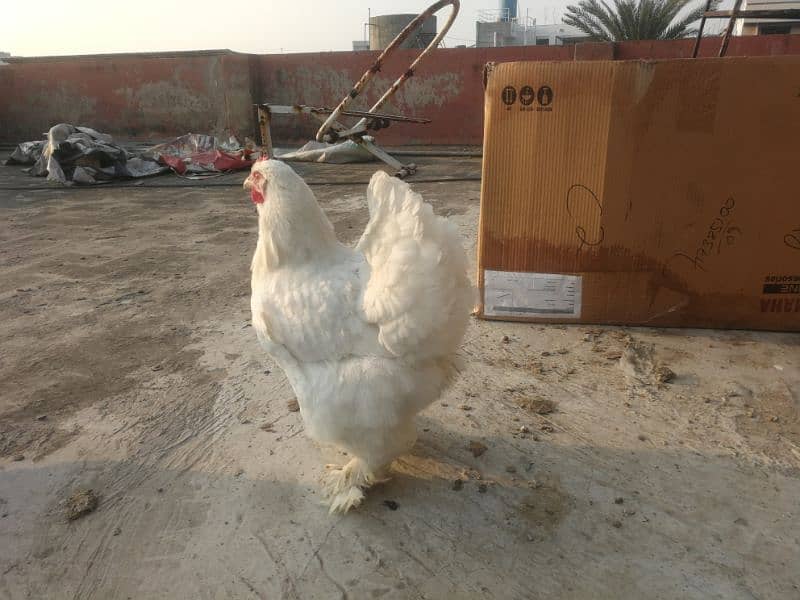 White heavy buff Pair Available for sale (bird cureez pr hai) 8