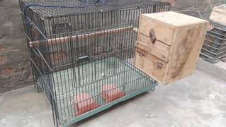 parrot Binjara  For sale