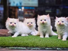 Persian triple coated punch face kitten available for sale