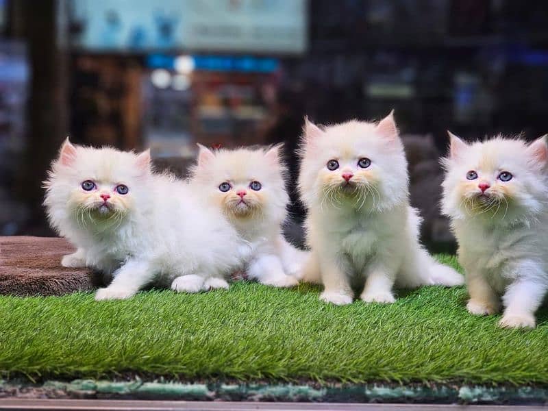 Persian triple coated punch face kitten available for sale 0