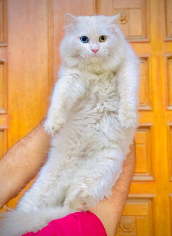 Persian triple coated punch face kitten available for sale 10