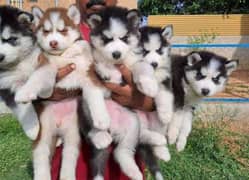 husky puppies 03361777030