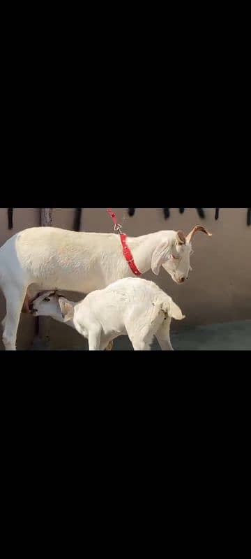 Bakri & 1 female bacha for Sale 0