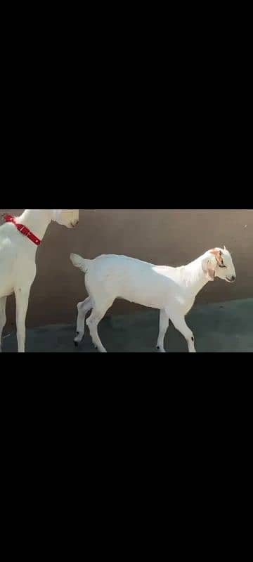 Bakri & 1 female bacha for Sale 3