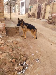 German Shepherd male dog sale or exchange