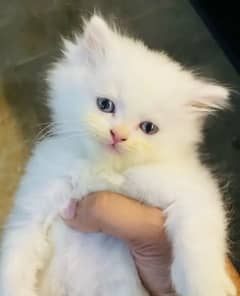 Persian cat for sale 0337/073/24/20 WhatsApp no#