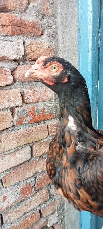 Top quality aseel hen white noke naly ando ki greanty Ka sath for sale 1