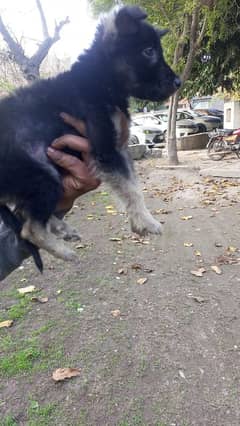 German shepherd female urgent sell