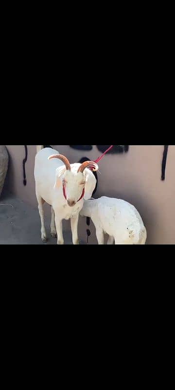 Bakri & 1 female bacha for Sale 2