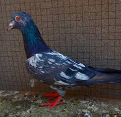 pigeon