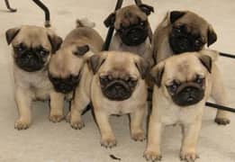 pug puppies 0336/1777/030