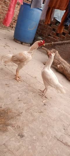 heera aseel
