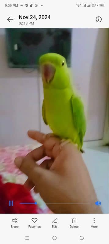 hand tamed parrot for sale 0