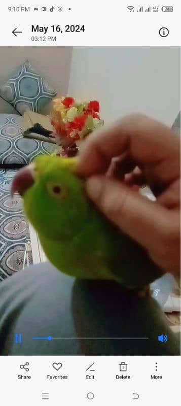 hand tamed parrot for sale 1