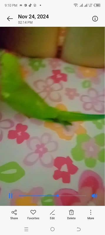 hand tamed parrot for sale 4