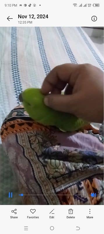 hand tamed parrot for sale 5