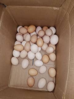 desi fertile eggs available for sale 03027373848