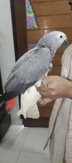 grey parrot tame talking