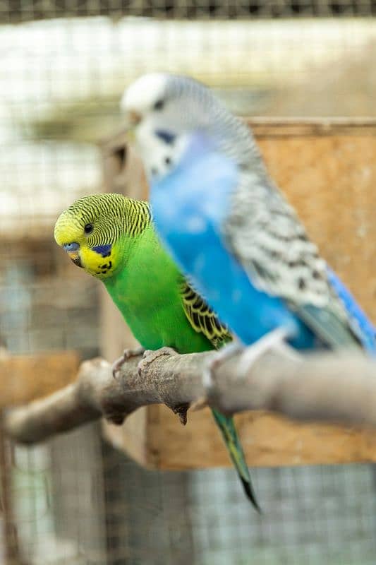 2 Australian Parrots for sell good and active 0