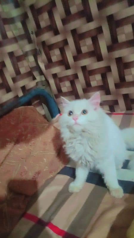 pershian small baby kitten For sale whatsup nbr 03084970434 1