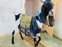 Sehatmand bakri, doodh wali for sale urgent