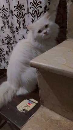 Persian male cat for sale