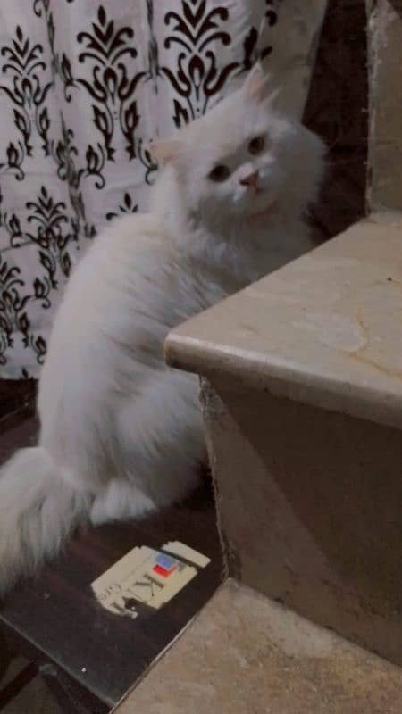 Persian male cat for sale 1