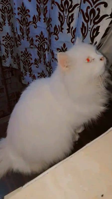 Persian male cat for sale 3