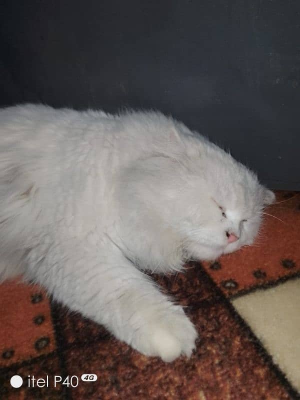 Persian male cat for sale 4