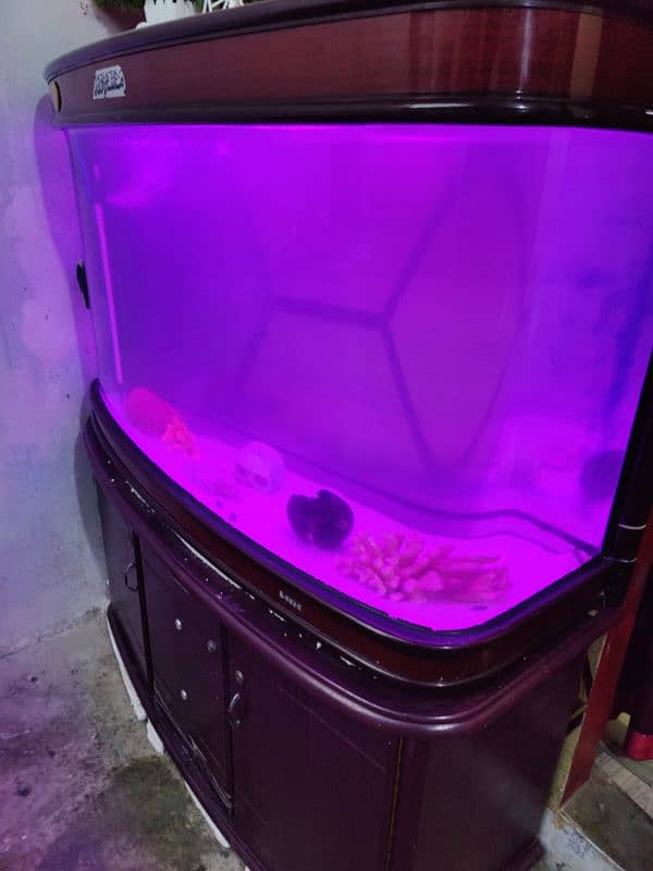 MINJIANG 4ft Aquarium imported| Crystal Curved Glass 12mm 5