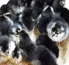 Australop Chicks/Brolier/Golden Misri/Silver Misri /Batair Chicks /Hen