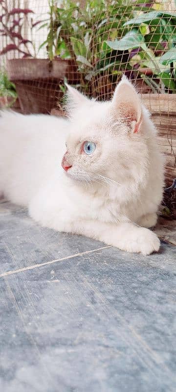 Persian Female cat Blue eyes 0