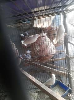 java paty love birds parrots Dove