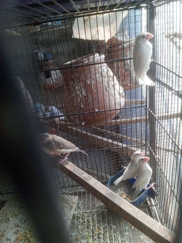 java paty love birds parrots Dove 1