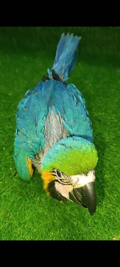 Macaw baby / Blue and Gold Macaw / imported parrots