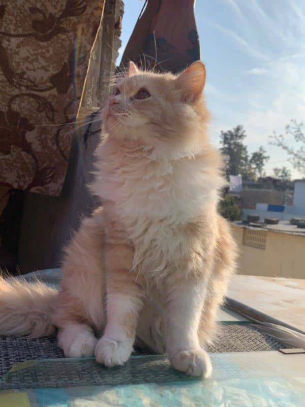 male Persian 1