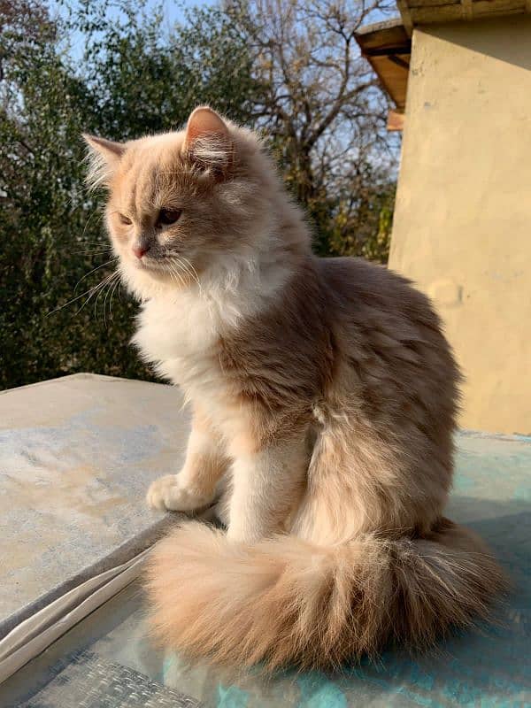 male Persian 4