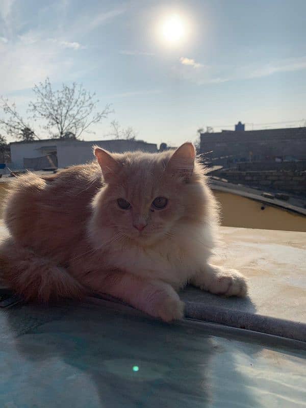 male Persian 6