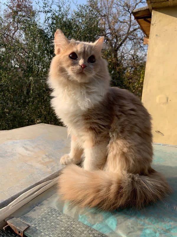 male Persian 7