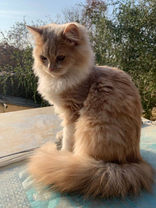 male Persian 8