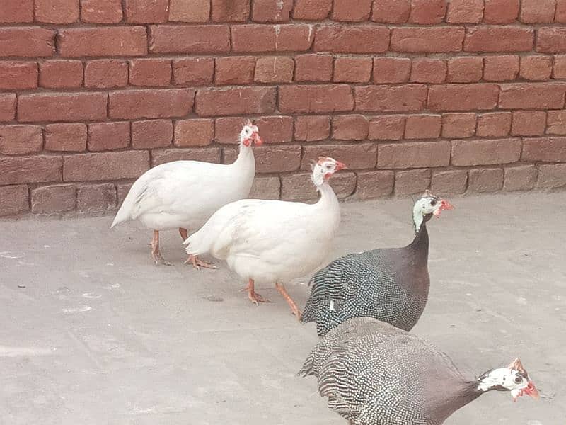 hen for sale 2