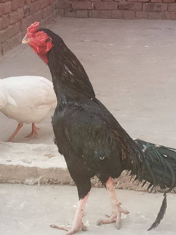 hen for sale 3