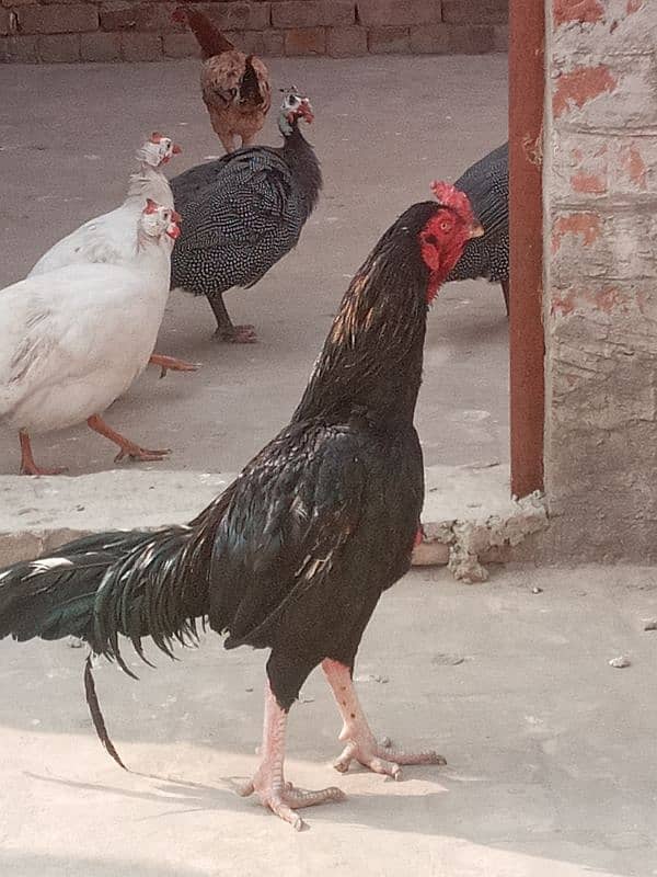 hen for sale 4