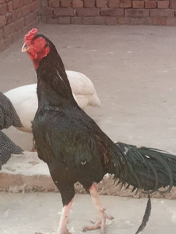 hen for sale 5