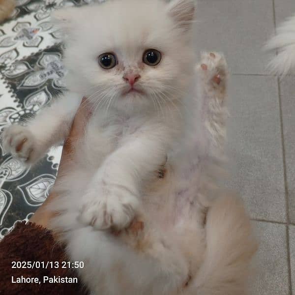 Persian kitten 1