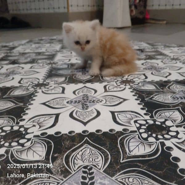 Persian kitten 8