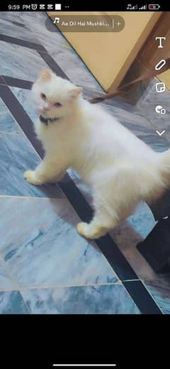 Persian cat for sale female double colours eye