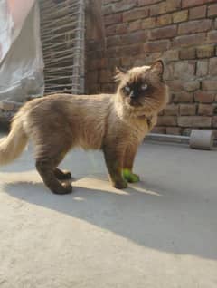 Siamese bread